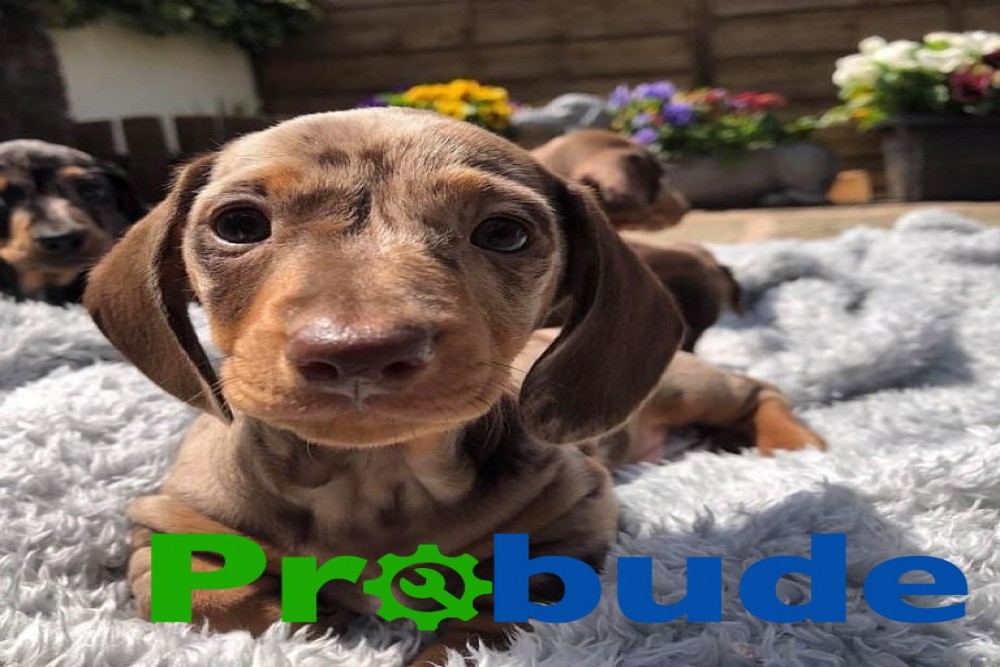 Adorable  Dachshunds puppies looking for new homes
